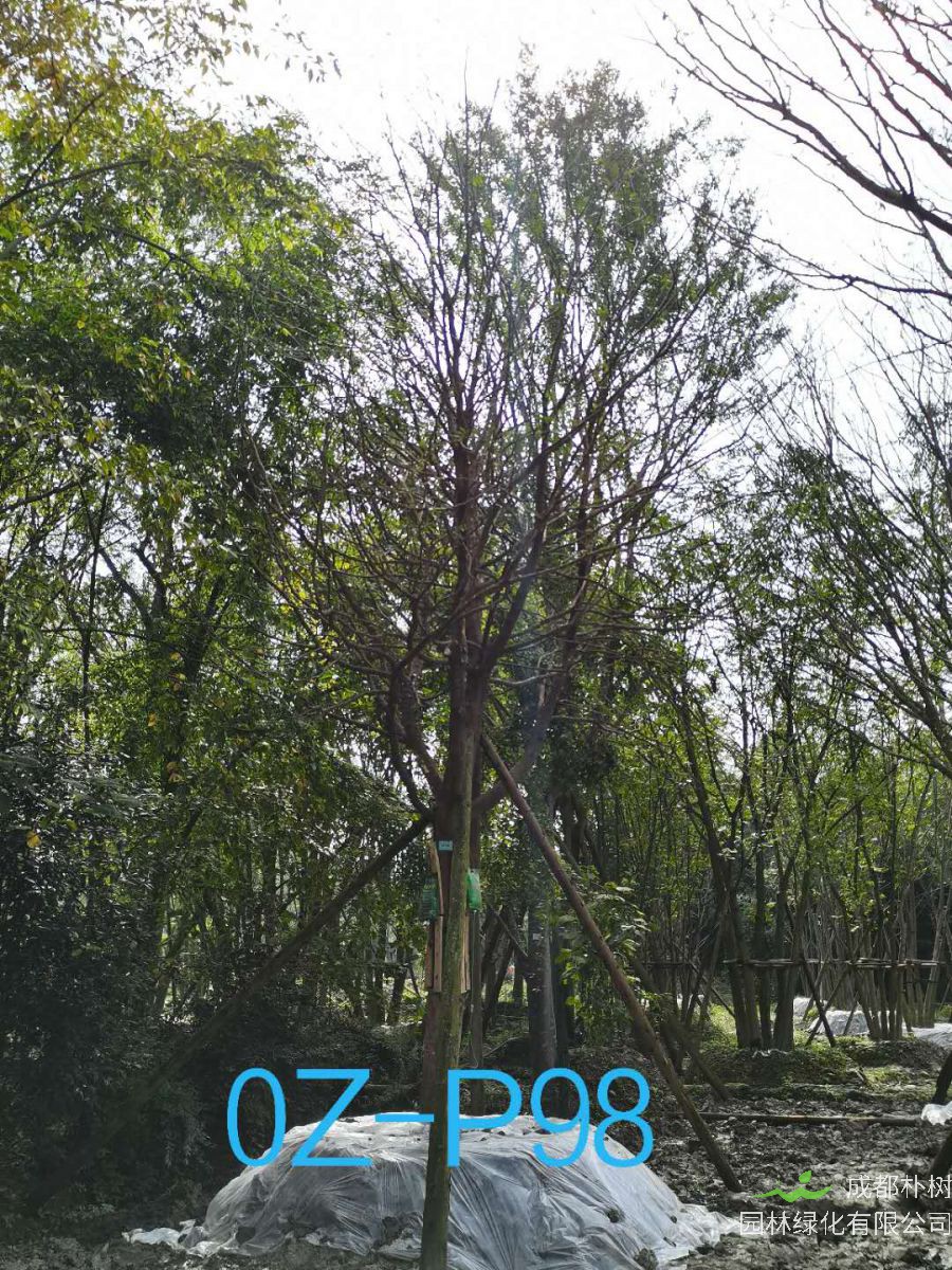 2020年都江堰市25公分生长旺盛-姿态优美的精品皂角树价格趋势