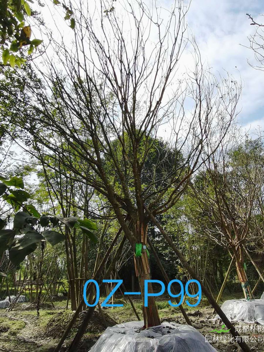 2020年四川省-自贡市28公分品质上乘-价格实惠的精品皂角树价格如何？