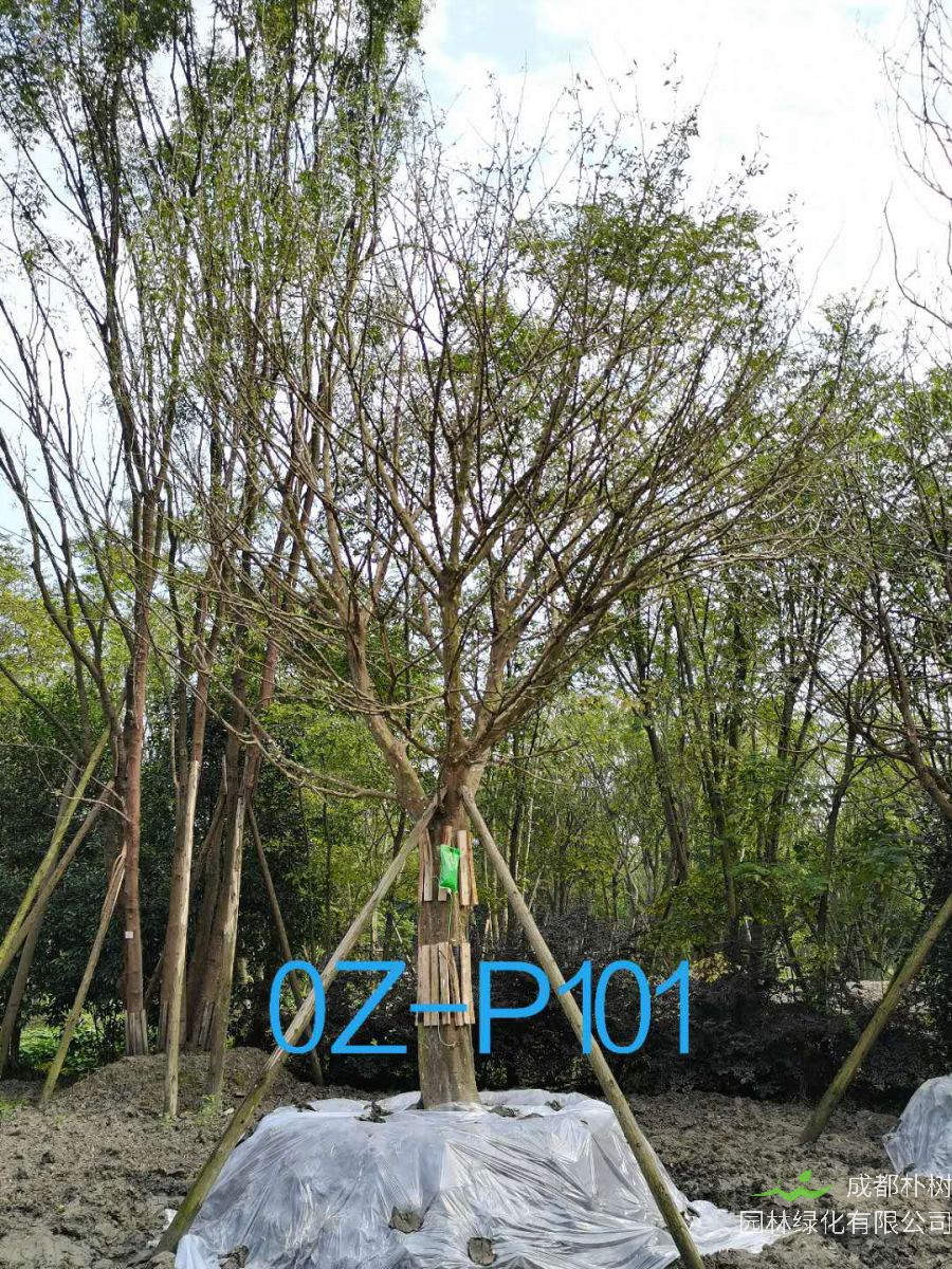 2020年四川省-自贡市28公分品质上乘-价格实惠的精品皂角树价格如何？