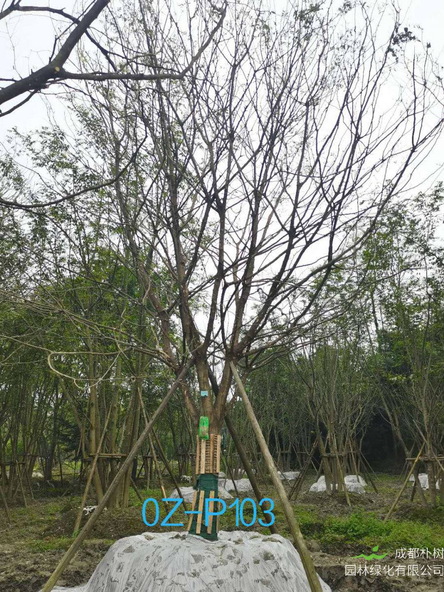 2020年四川省-自贡市28公分品质上乘-价格实惠的精品皂角树价格如何？