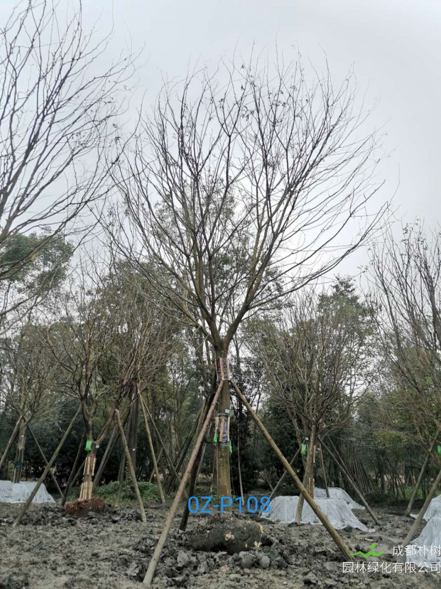 2020年四川省-德阳市25公分品质上乘-价格实惠的精品皂角树价格趋势