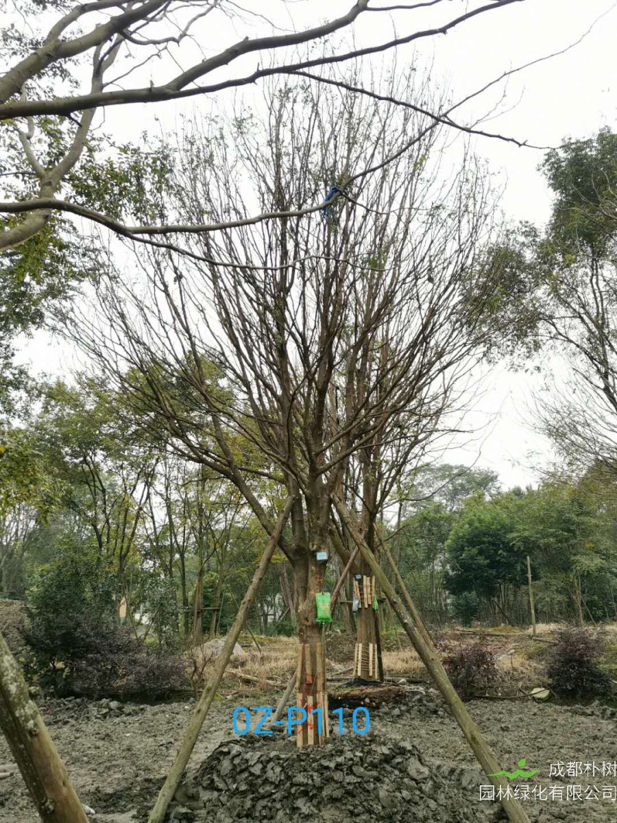 成都市-双流区25公分精品皂角树价格详情-价格趋势