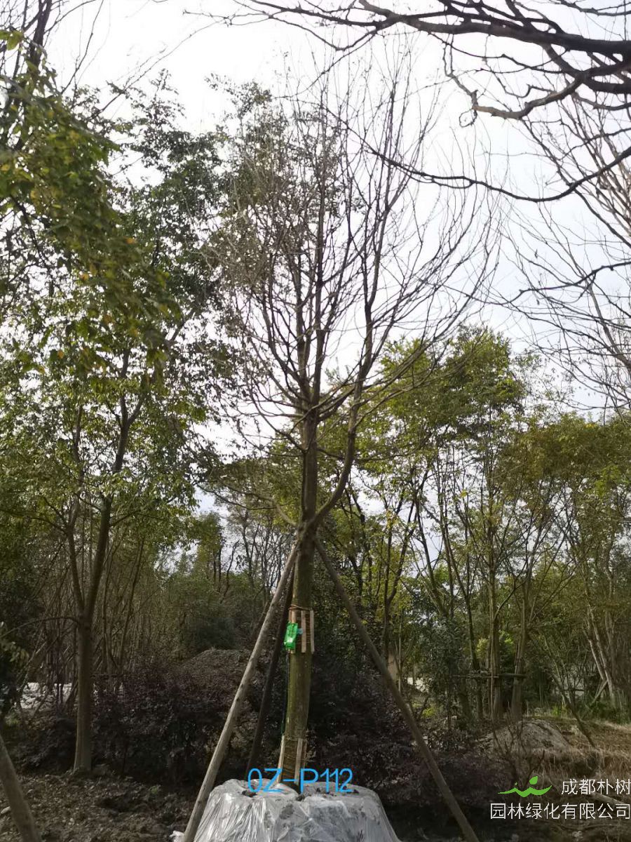 2020年四川省-德阳市25公分品质上乘-价格实惠的精品皂角树价格趋势