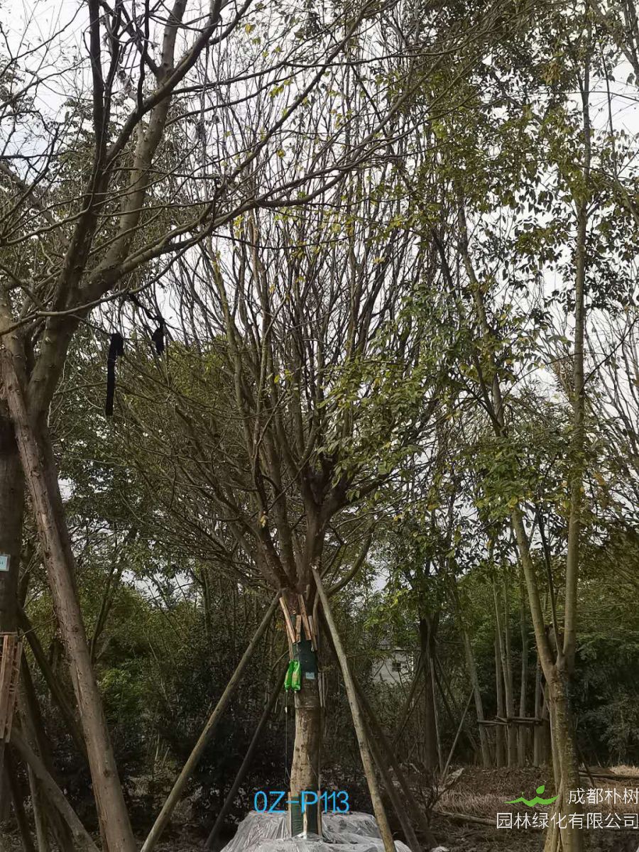 2020年四川省-自贡市28公分品质上乘-价格实惠的精品皂角树价格如何？