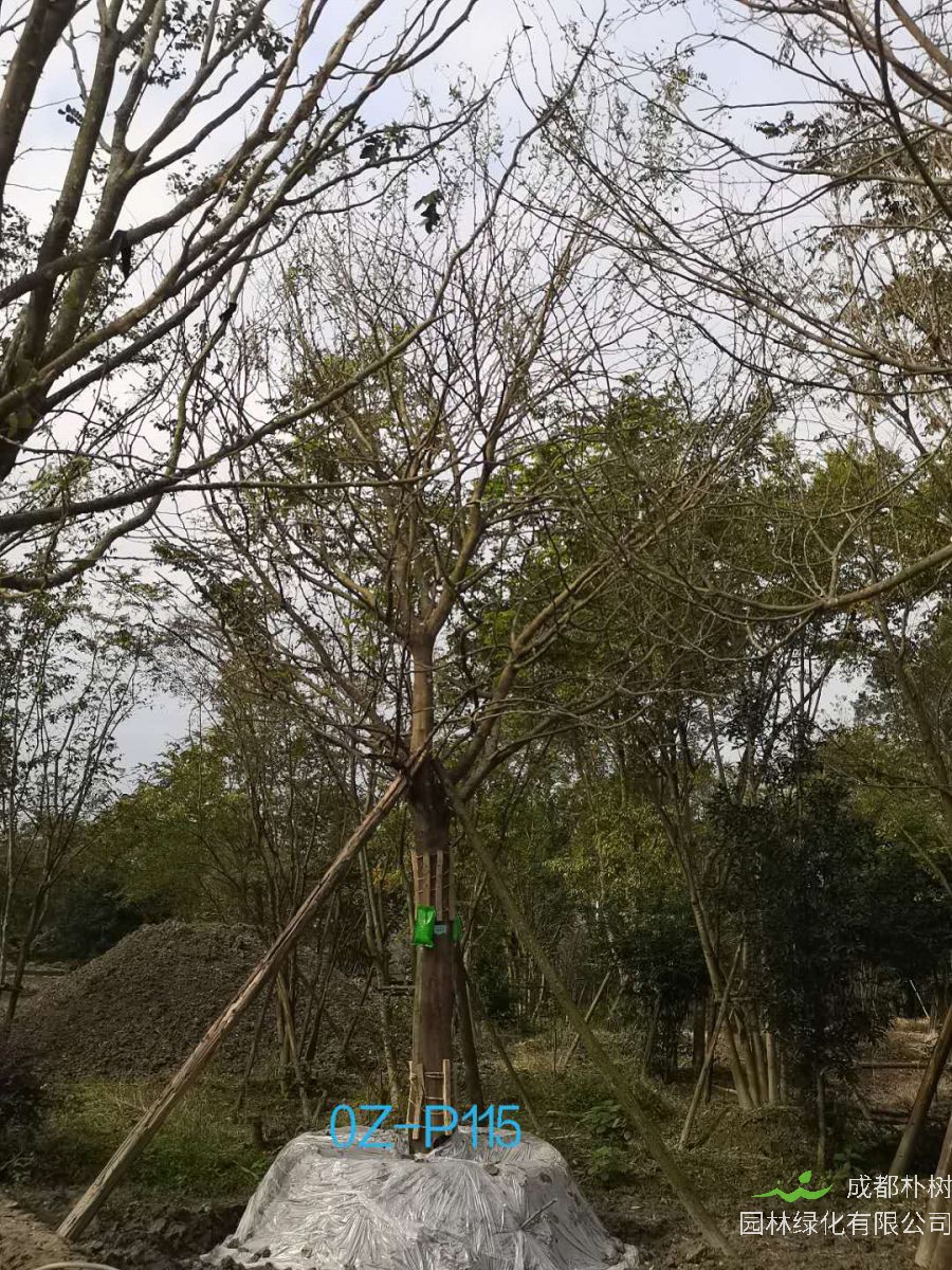 2020年都江堰市25公分生长旺盛-姿态优美的精品皂角树价格趋势