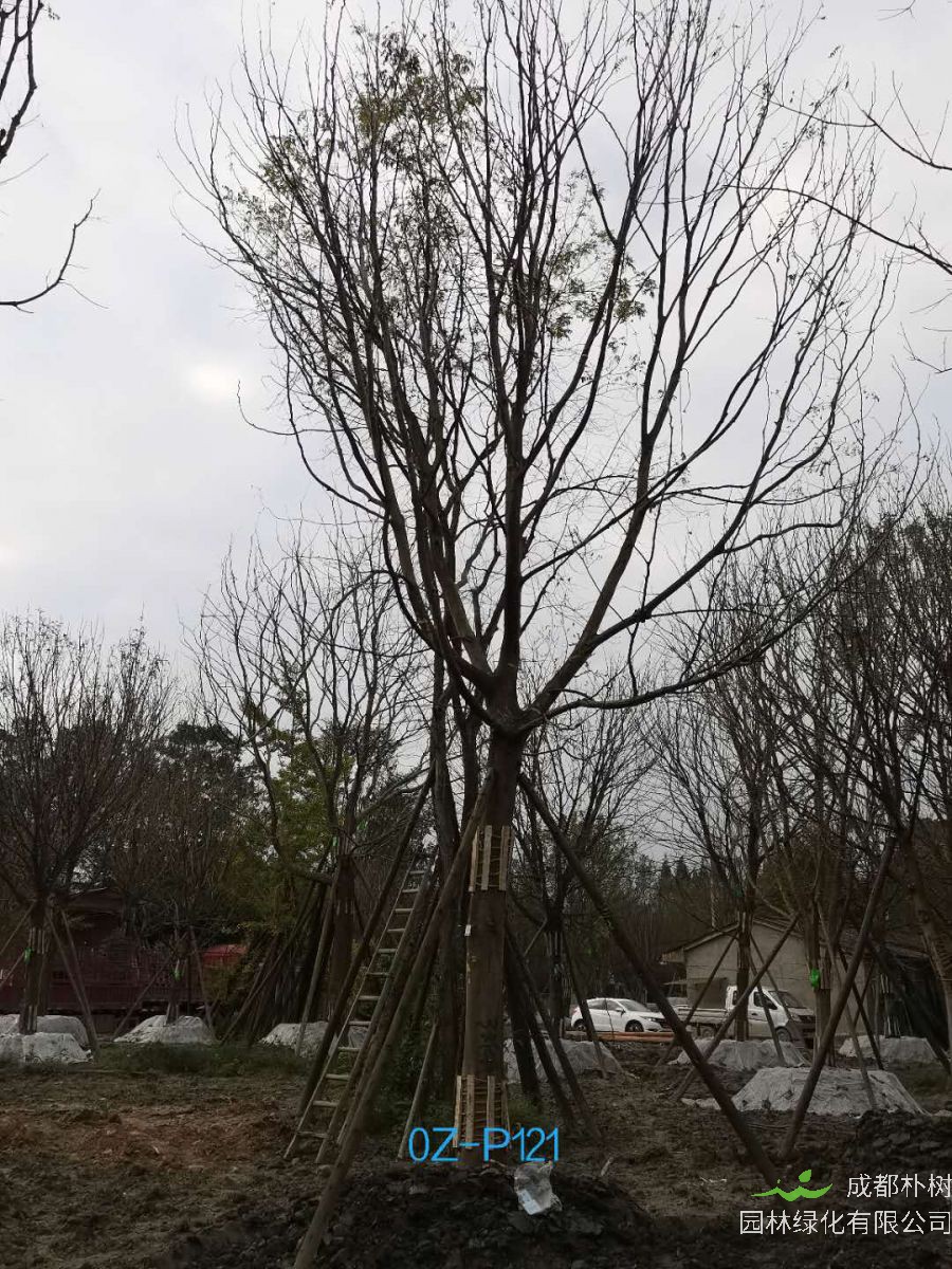 2020年四川省-自贡市28公分品质上乘-价格实惠的精品皂角树价格如何？