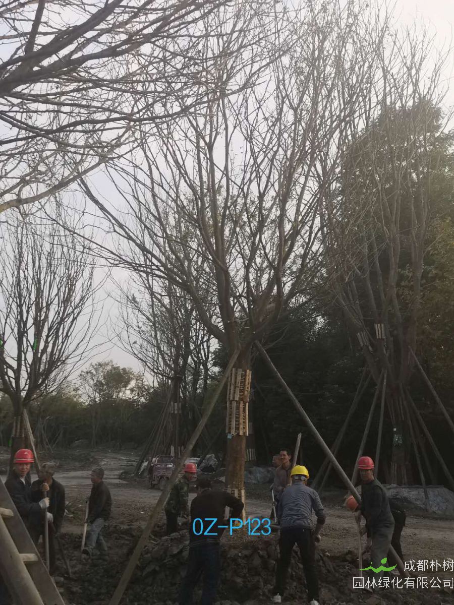 2020年四川省-自贡市28公分品质上乘-价格实惠的精品皂角树价格如何？