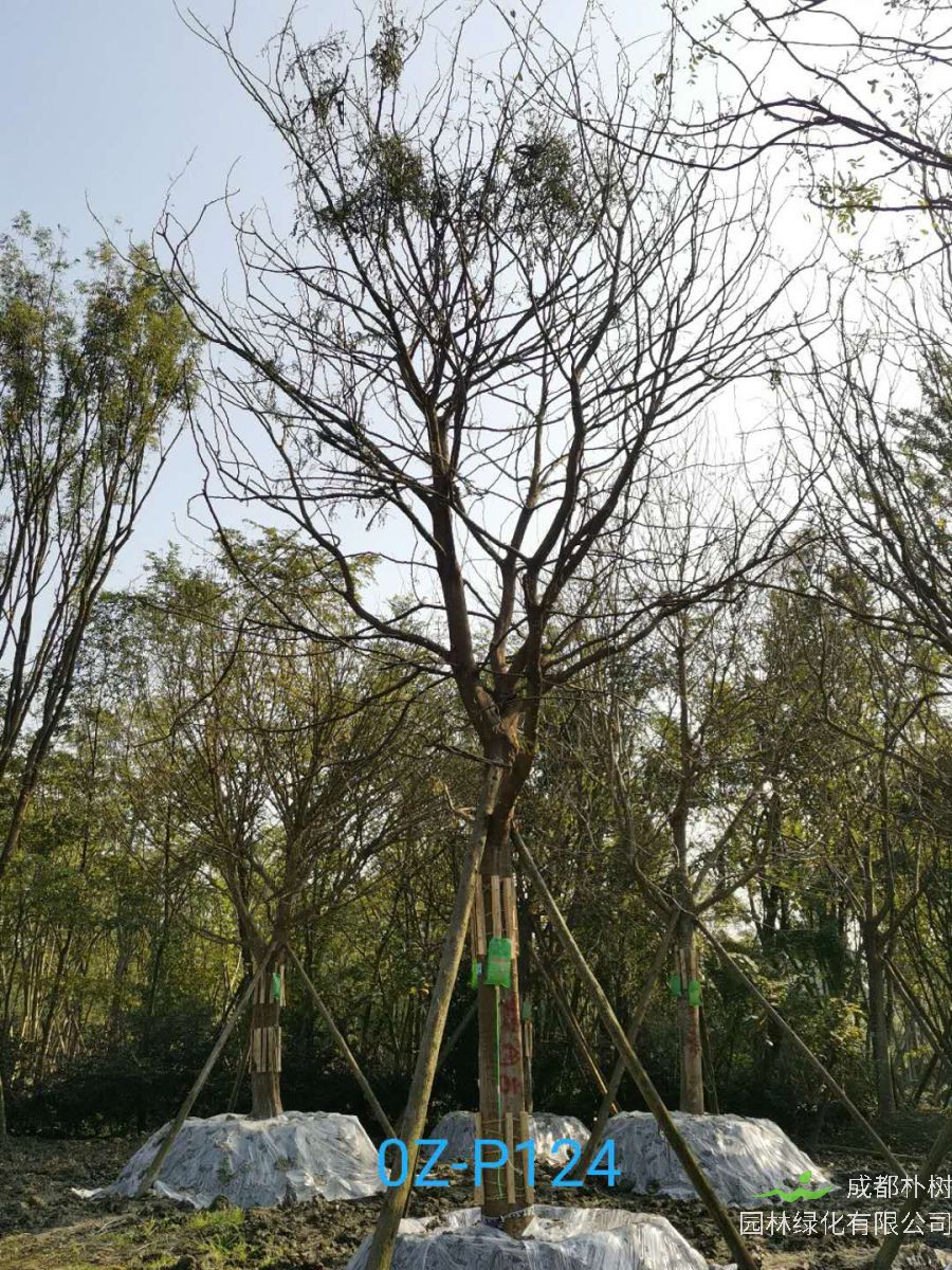 2020年都江堰市25公分生长旺盛-姿态优美的精品皂角树价格趋势