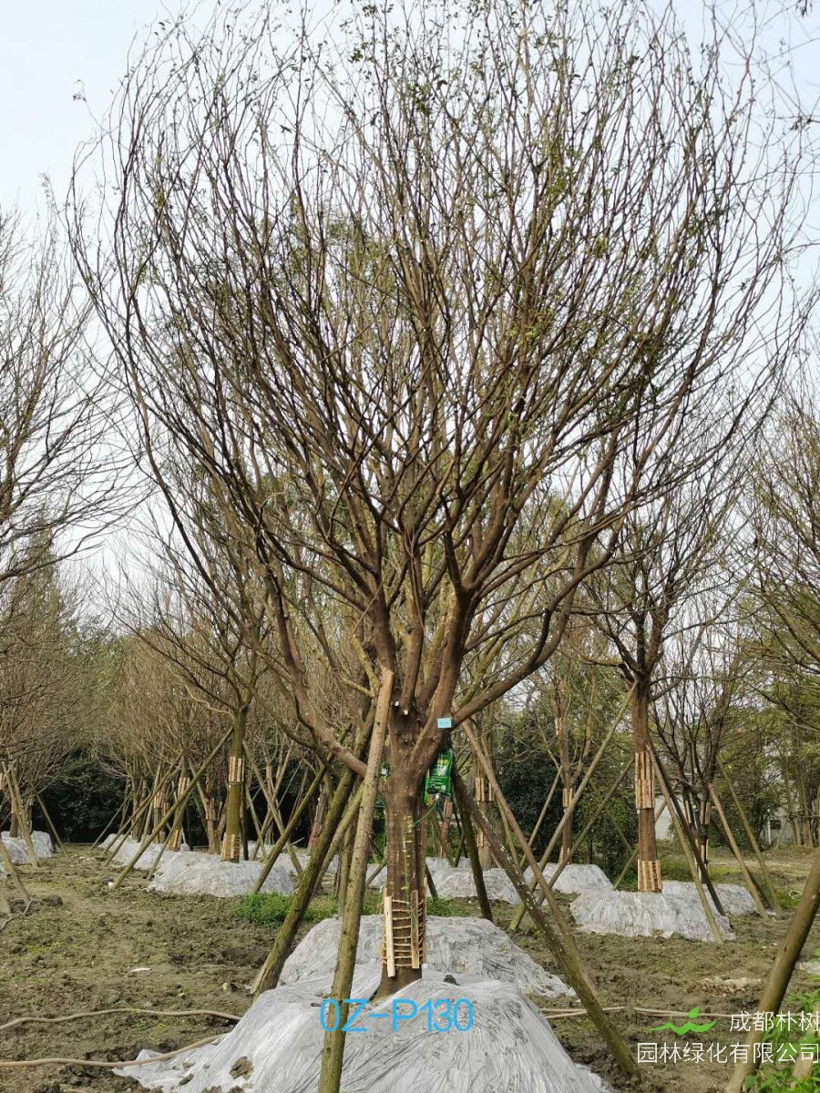成都市-双流区25公分精品皂角树价格详情-价格趋势