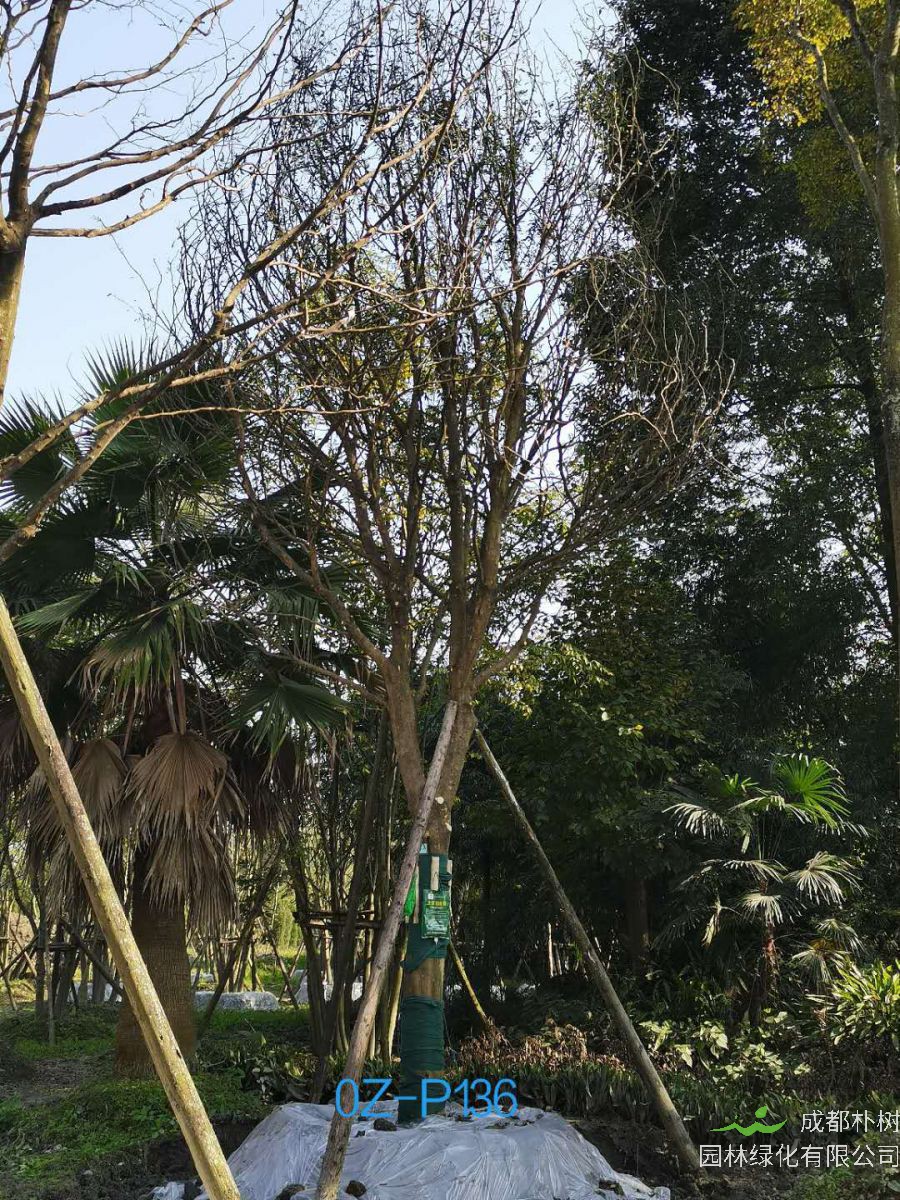 2020年四川省-自贡市28公分品质上乘-价格实惠的精品皂角树价格如何？