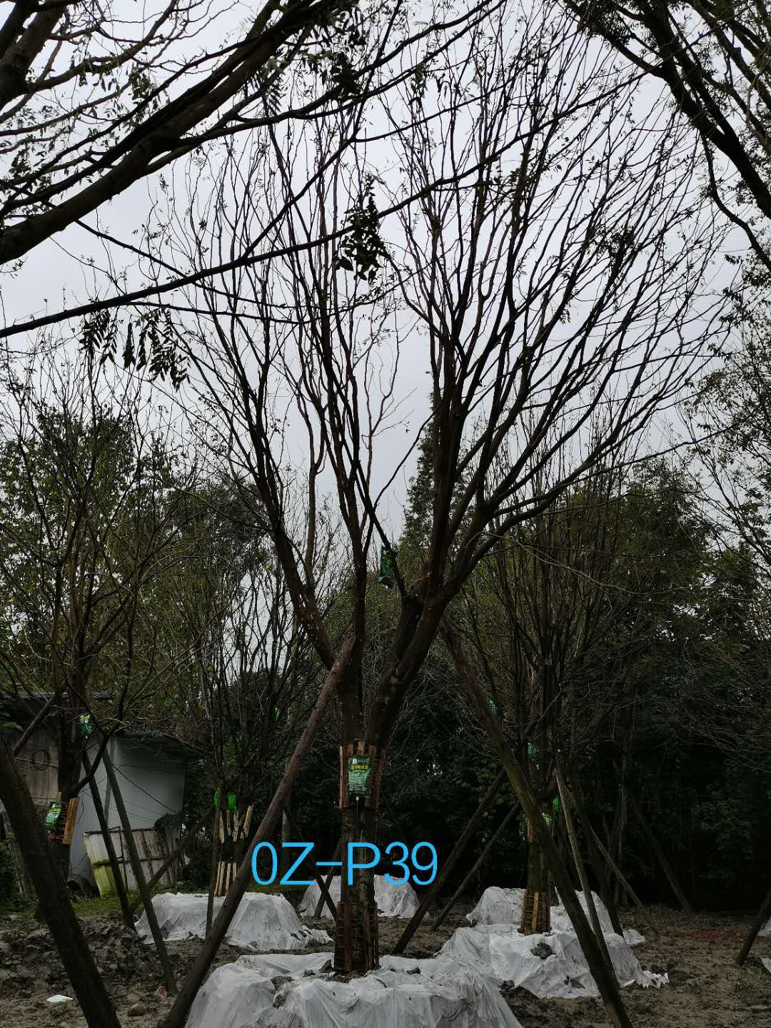 四川省-成都市25公分树形优美-树冠圆满宽广的精品皂角树价格详情