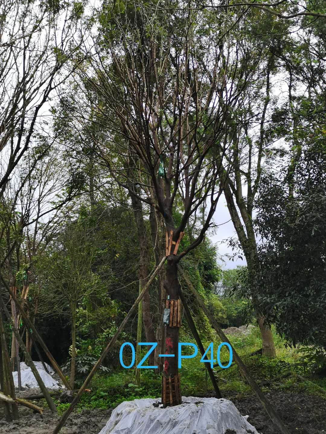 成都市-双流区25公分精品皂角树价格详情-价格趋势