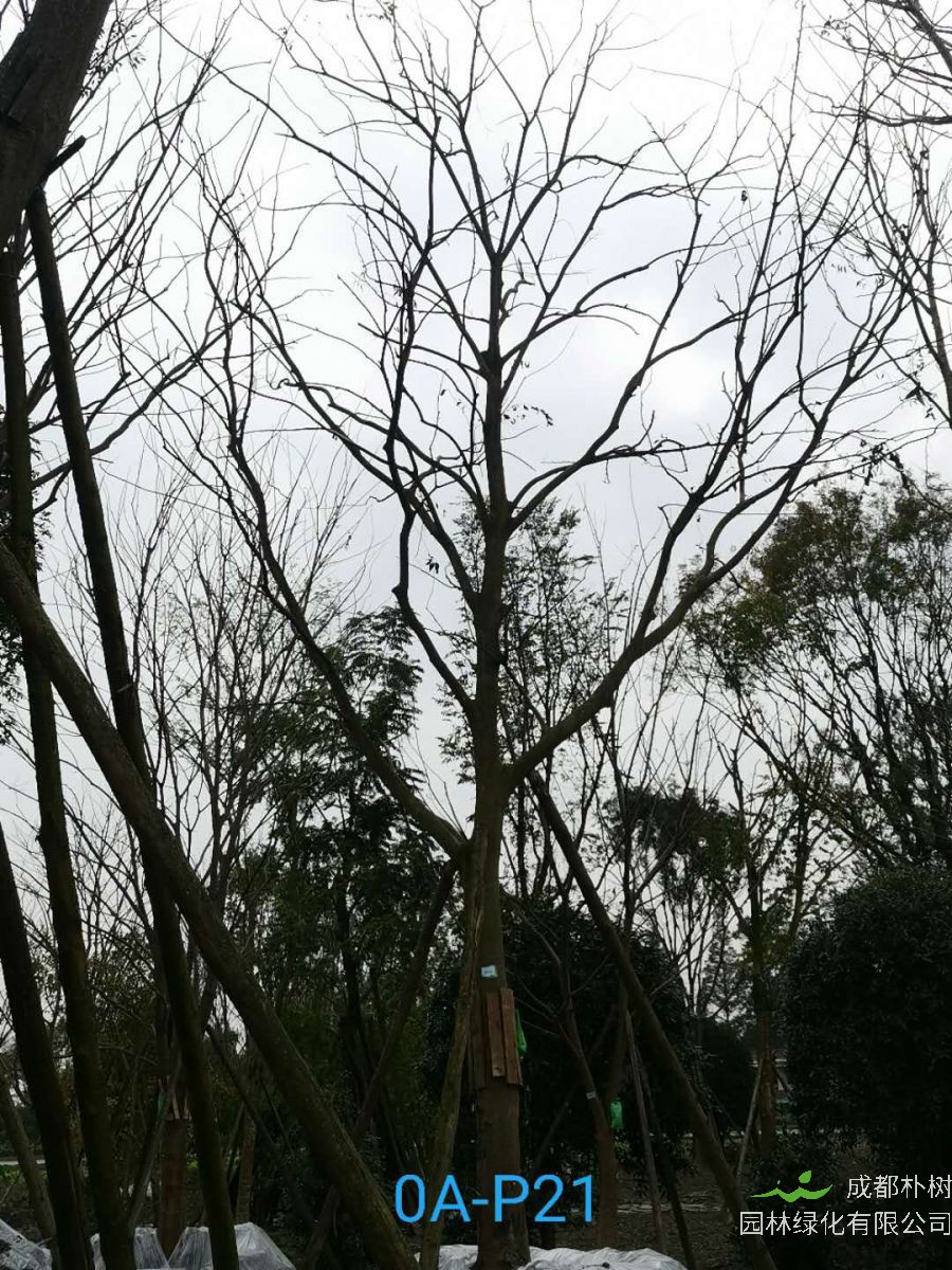 四川省-绵竹市27公分树形优美的精品朴树价格详情