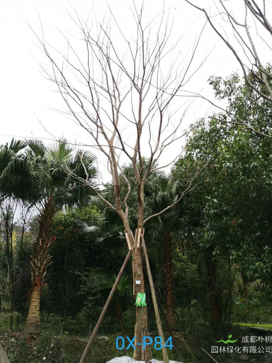 四川省-绵竹市27公分树形优美的精品朴树价格详情
