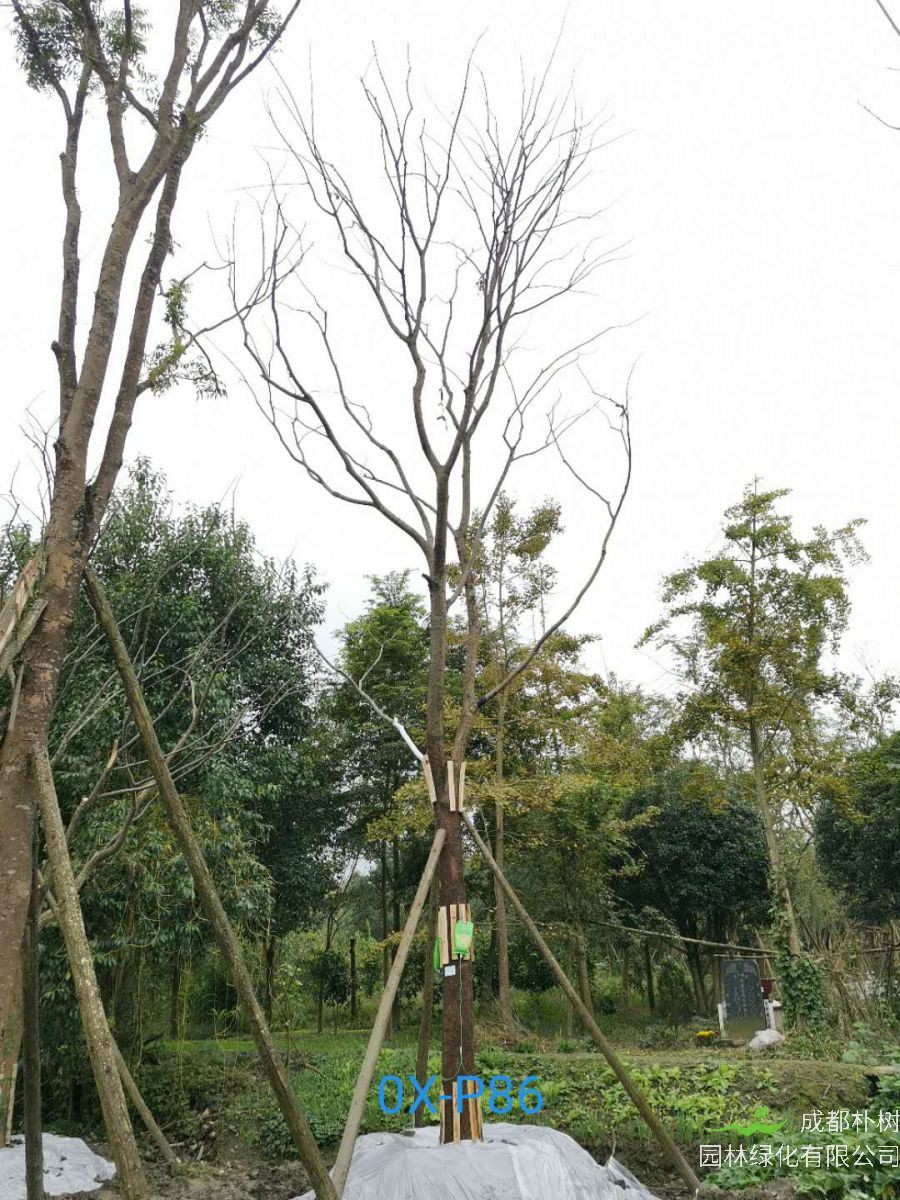 四川省-绵竹市27公分树形优美的精品朴树价格详情