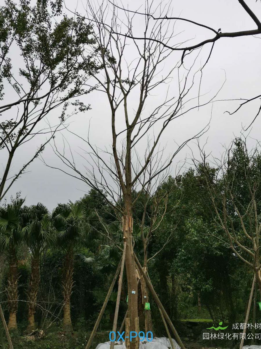 四川省-绵竹市27公分树形优美的精品朴树价格详情