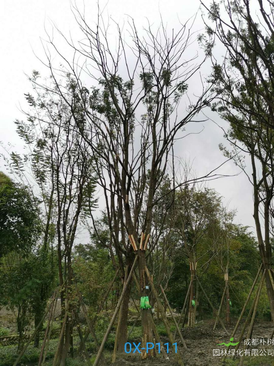 四川省-绵竹市27公分树形优美的精品朴树价格详情