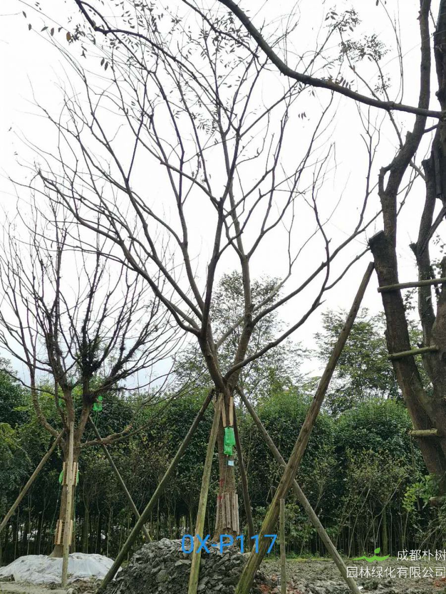 四川省-绵竹市27公分树形优美的精品朴树价格详情