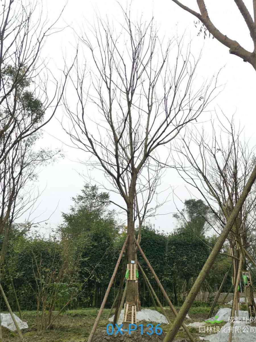 四川省-绵竹市27公分树形优美的精品朴树价格详情