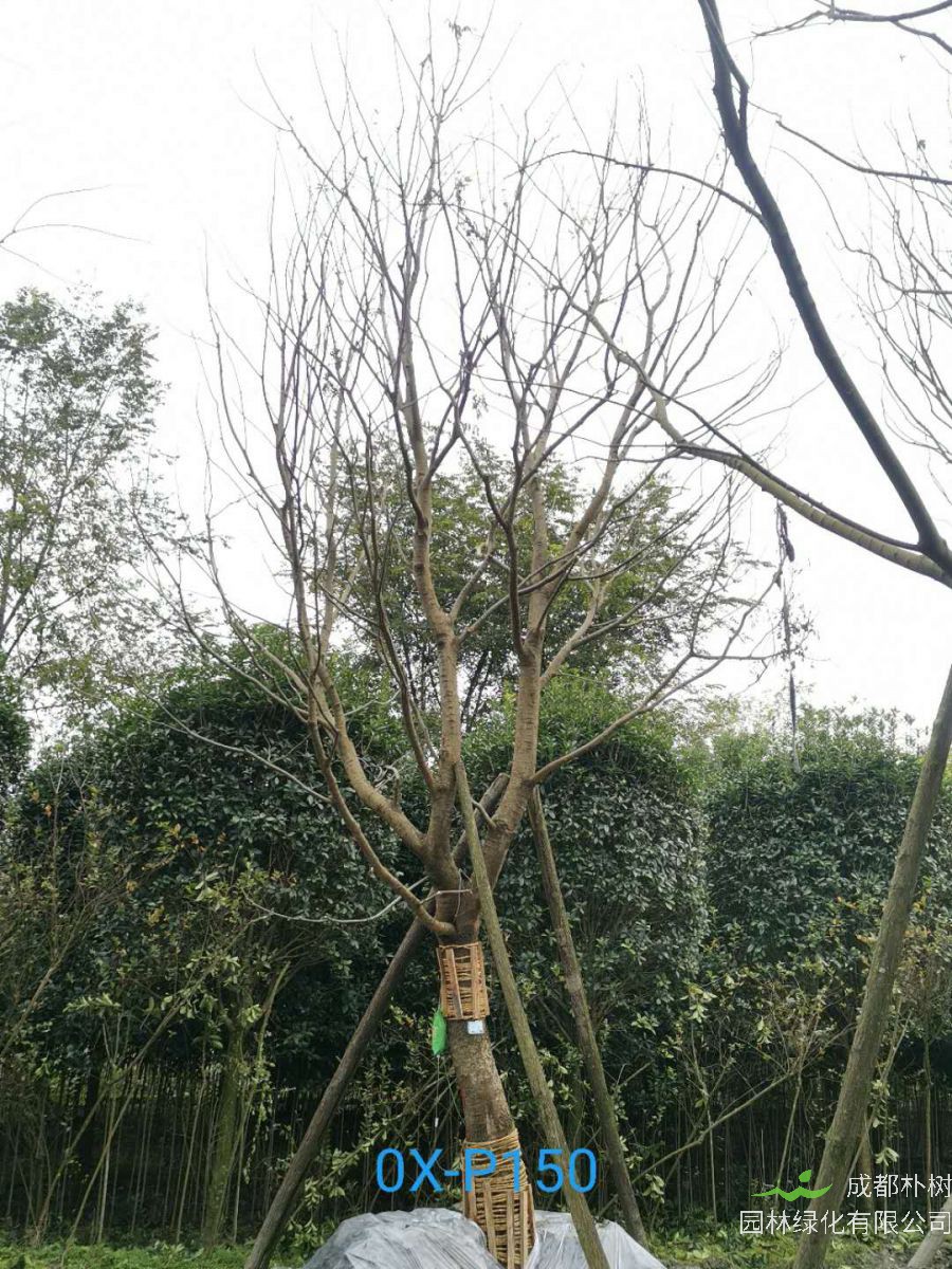四川省-绵竹市27公分树形优美的精品朴树价格详情