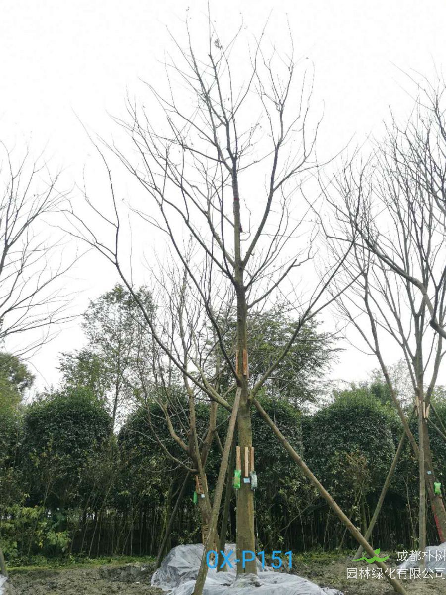 四川省-绵竹市27公分树形优美的精品朴树价格详情