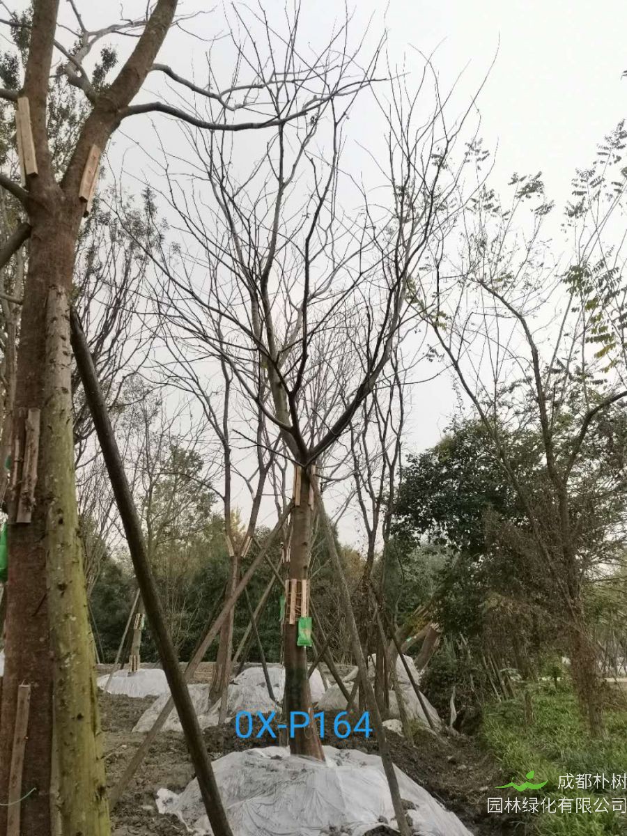 四川省-绵竹市27公分树形优美的精品朴树价格详情