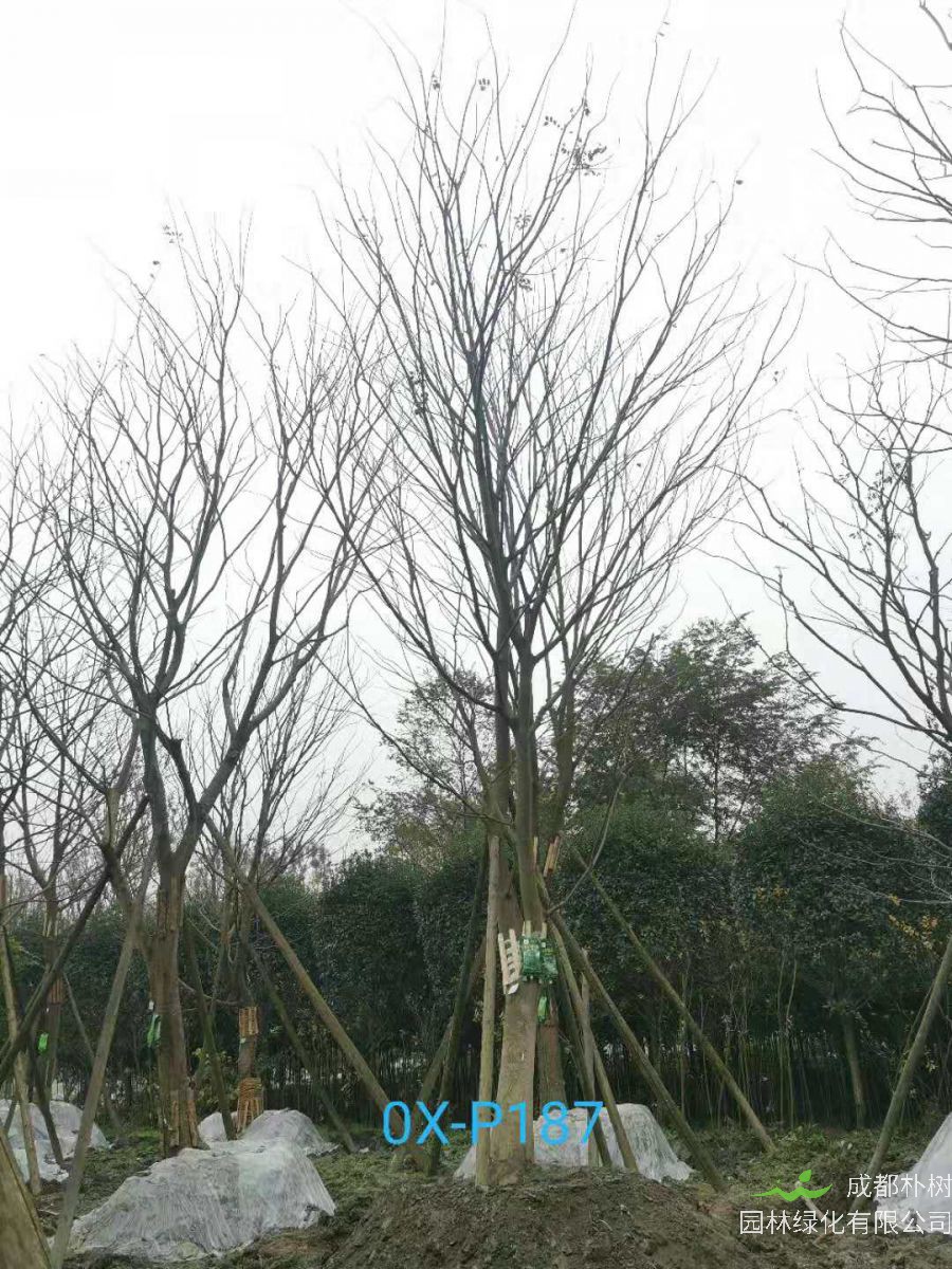 四川省-绵竹市27公分树形优美的精品朴树价格详情