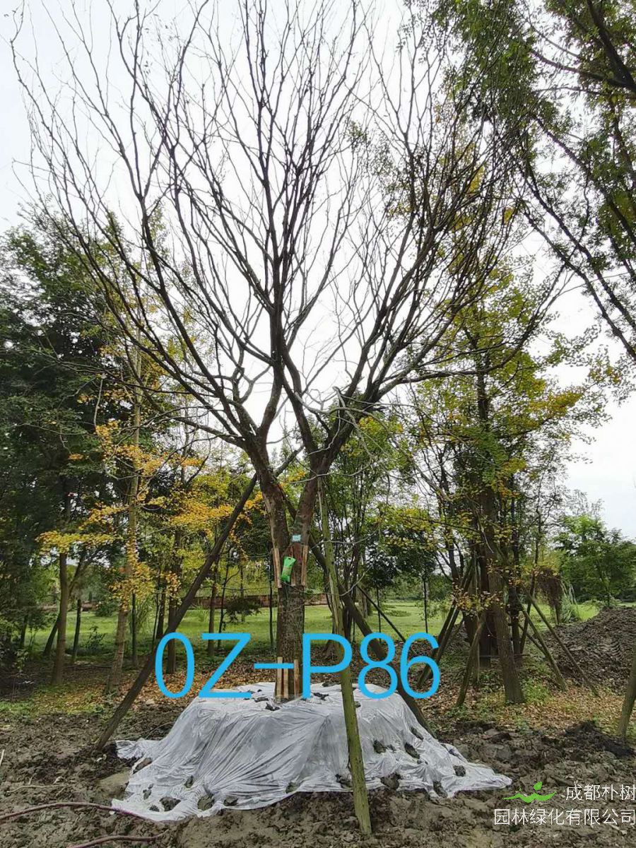 2020年四川省-都江堰市30公分树形优美-树荫浓郁的精品皂角树价格详情-价格趋势