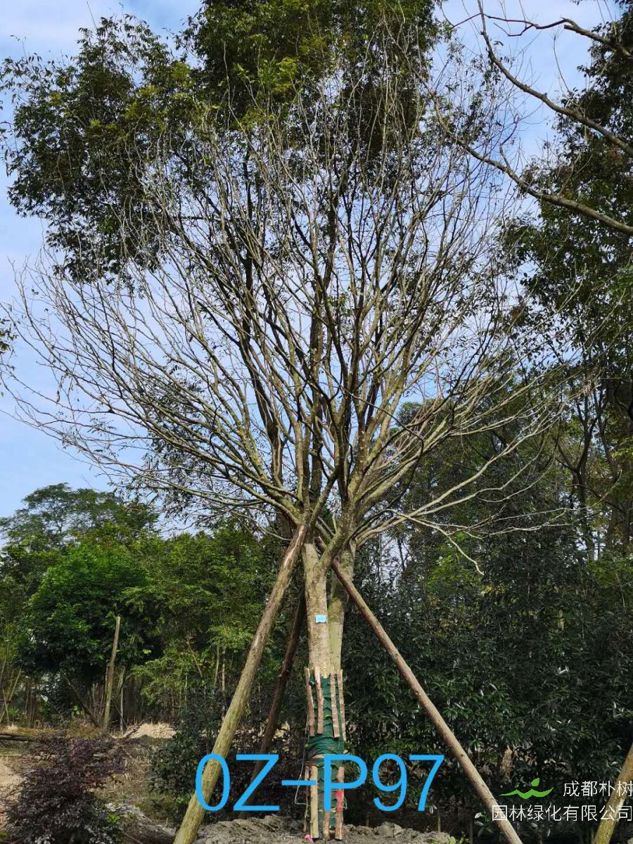 2020年四川省-都江堰市30公分树形优美-树荫浓郁的精品皂角树价格详情-价格趋势