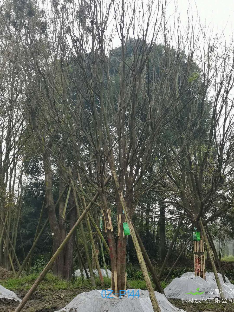 2020年四川省-都江堰市30公分树形优美-树荫浓郁的精品皂角树价格详情-价格趋势
