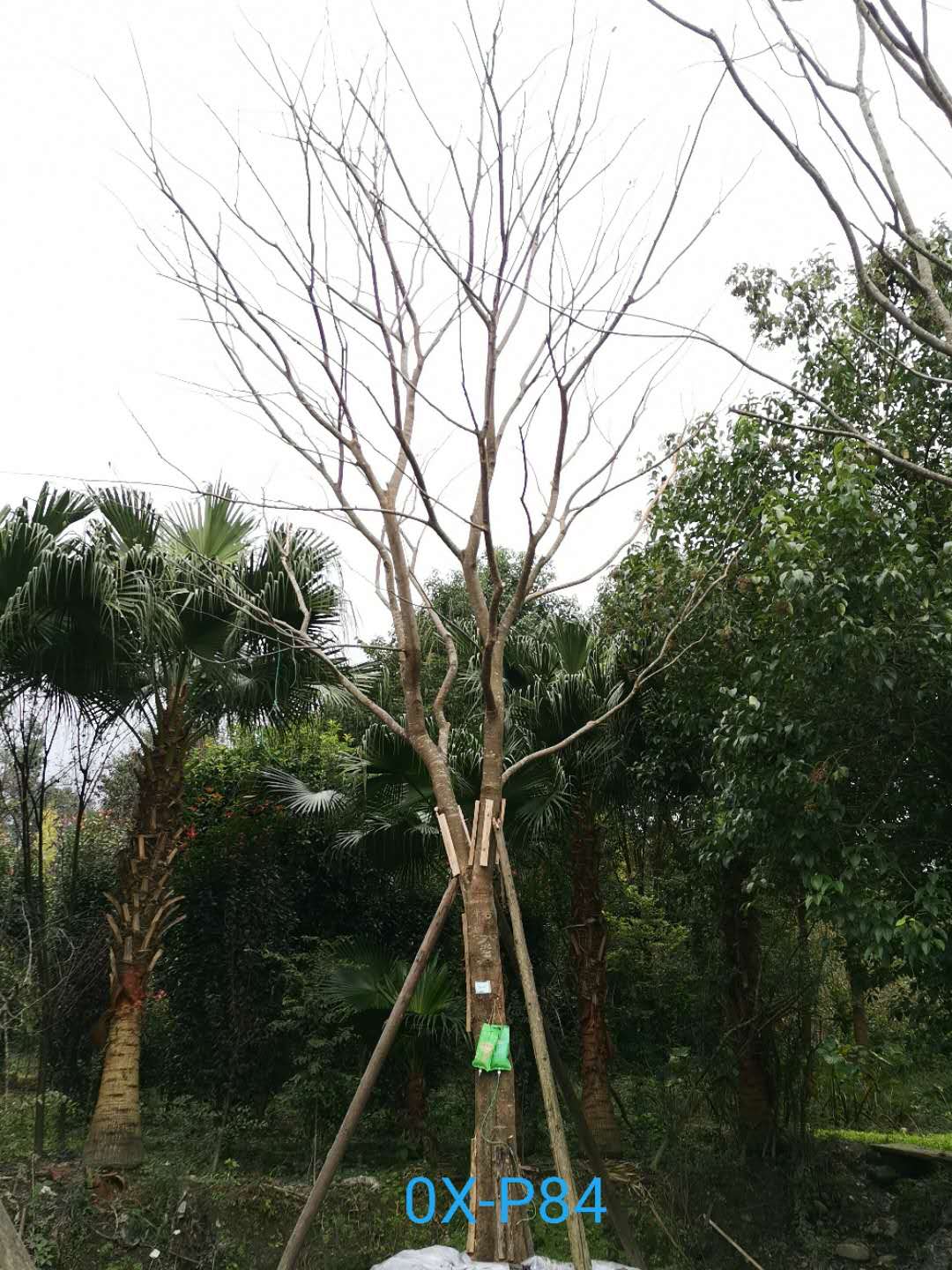 四川省-绵竹市27公分树形优美的精品朴树价格详情