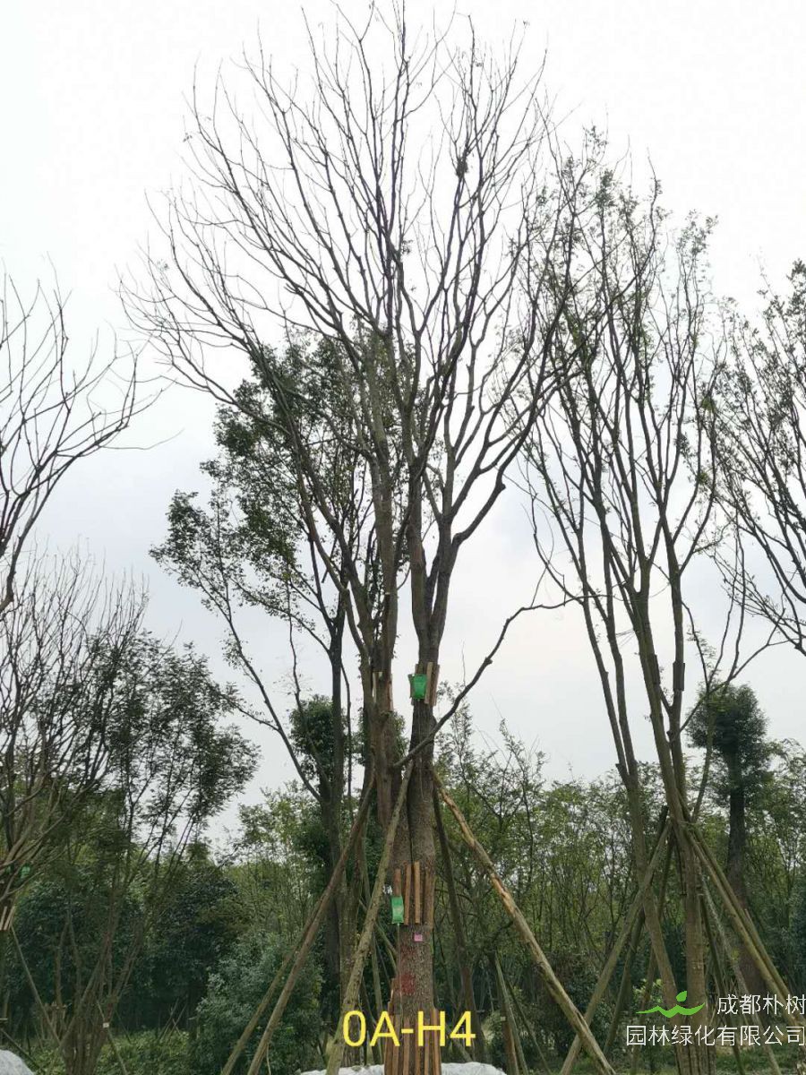 2020年26-52公分的精品黄连木怎么样？