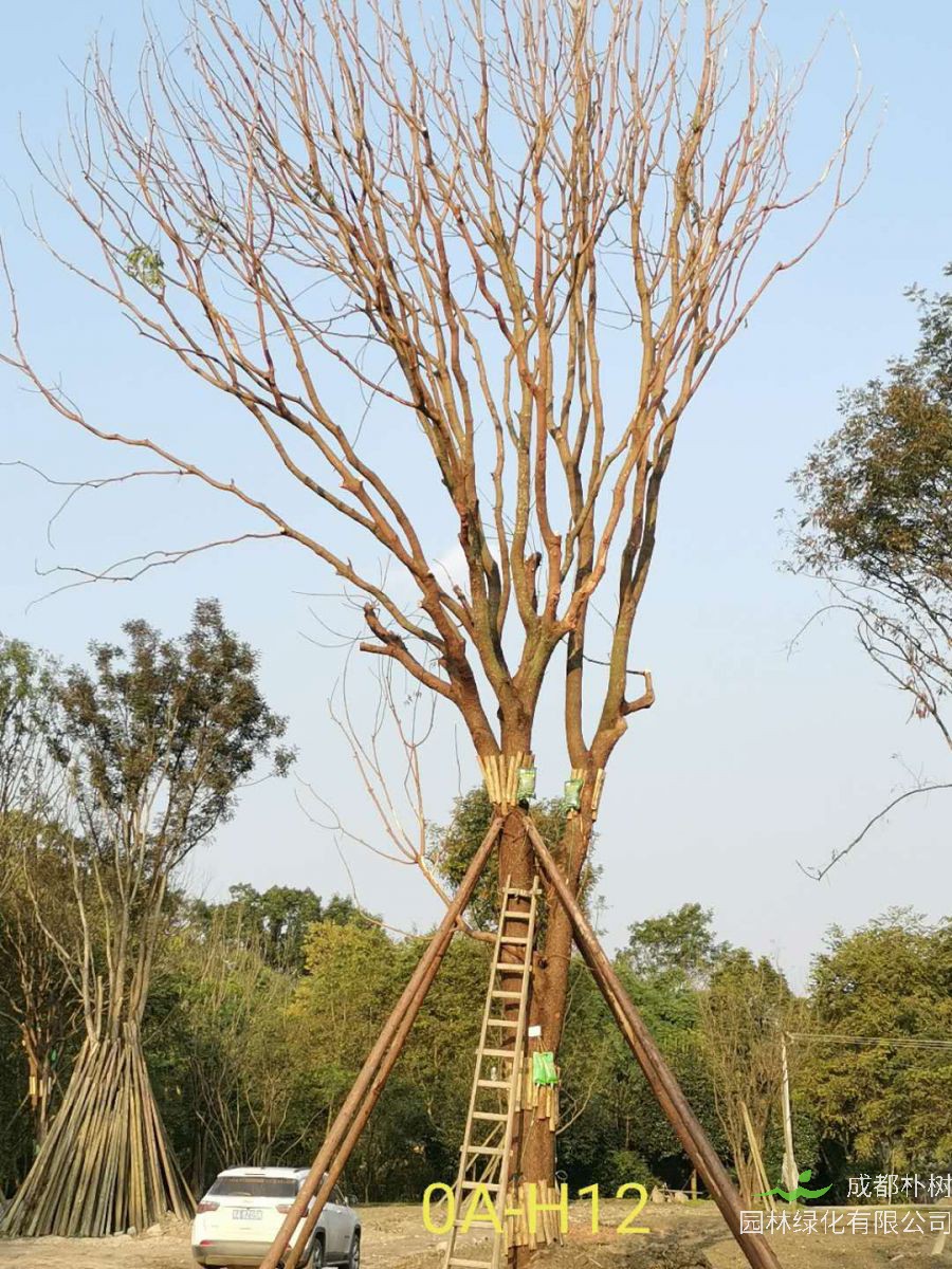 2020年26-52公分的精品黄连木怎么样？