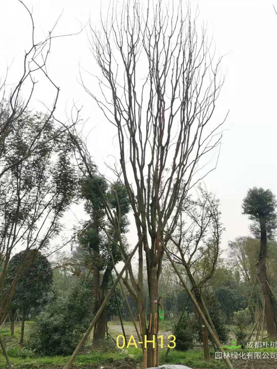 2020年26-52公分的精品黄连木怎么样？