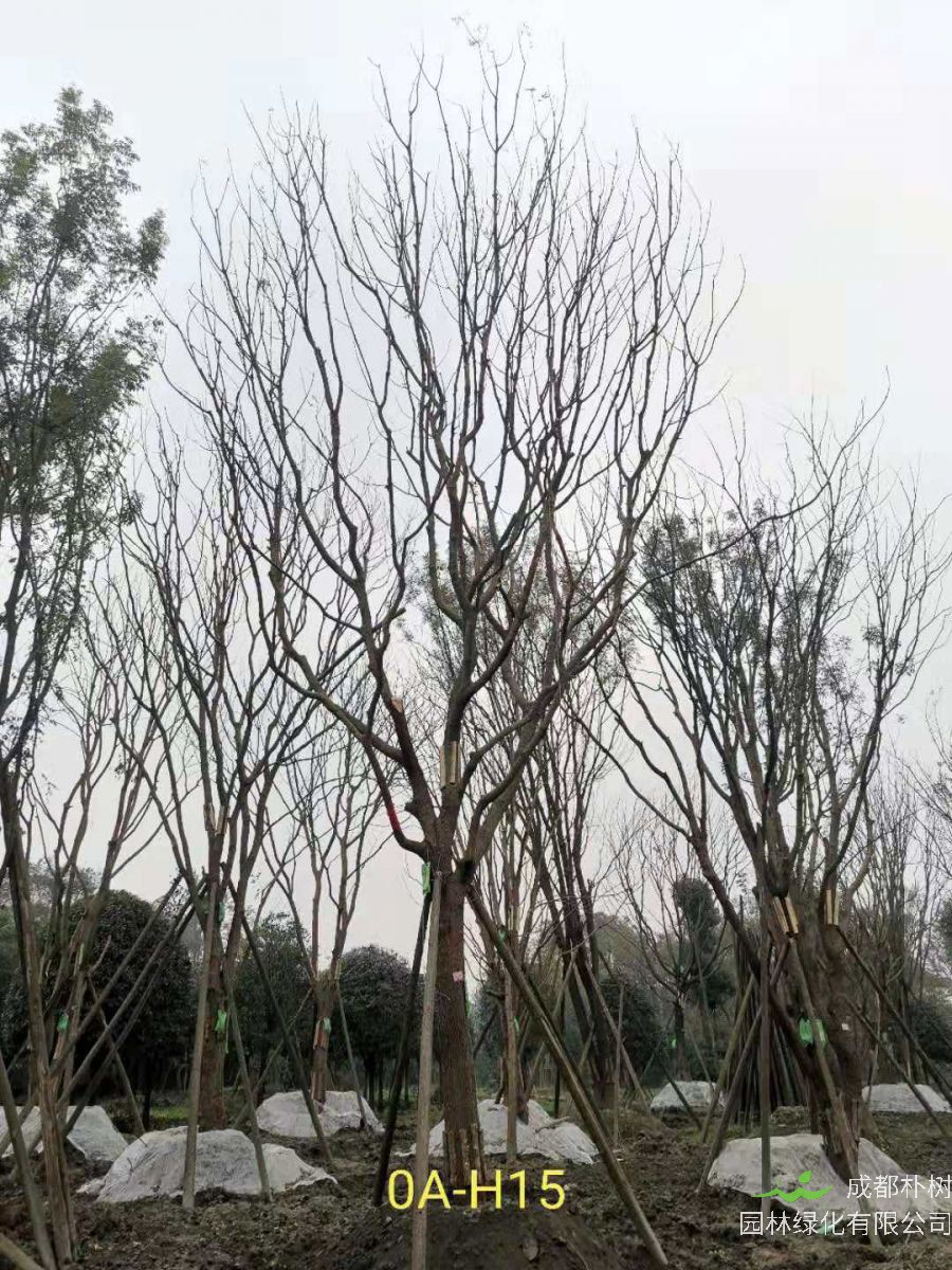 2020年26-52公分的精品黄连木怎么样？