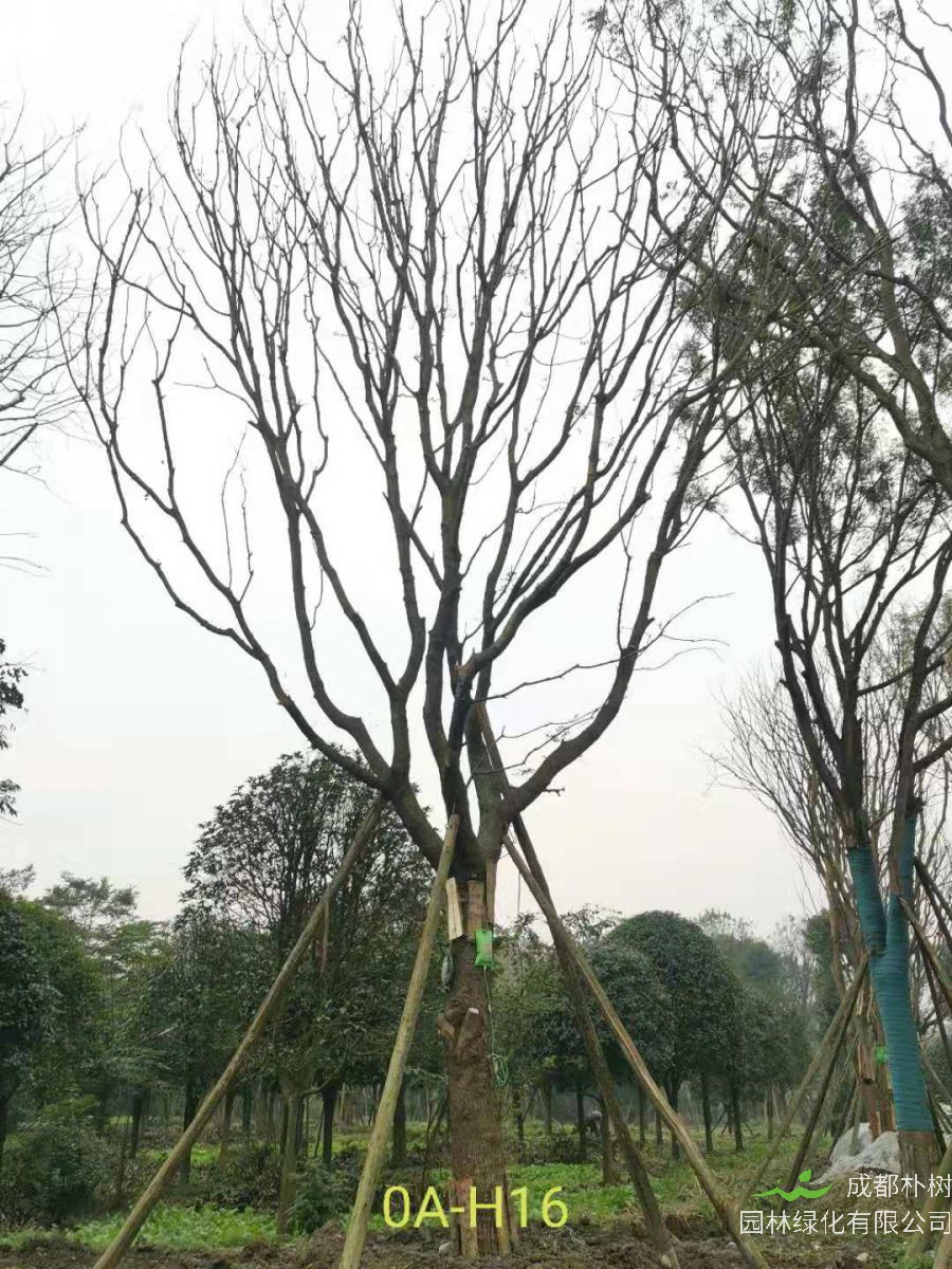 2020年26-52公分的精品黄连木怎么样？