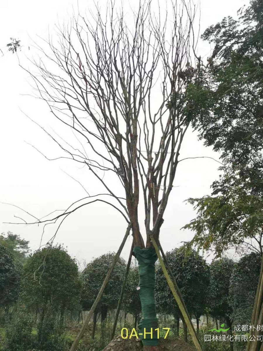 2020年26-52公分的精品黄连木怎么样？