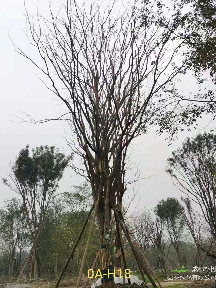 2020年26-52公分的精品黄连木怎么样？