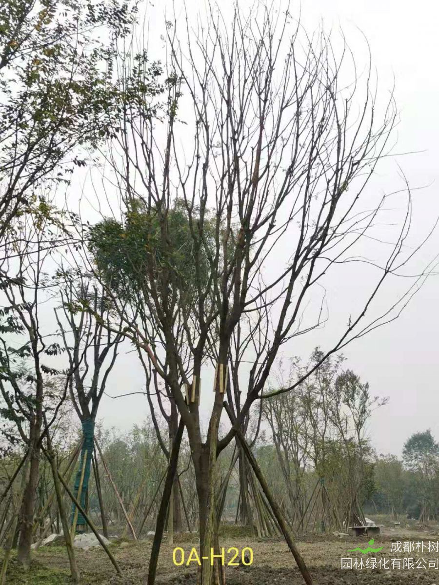 2020年26-52公分的精品黄连木怎么样？