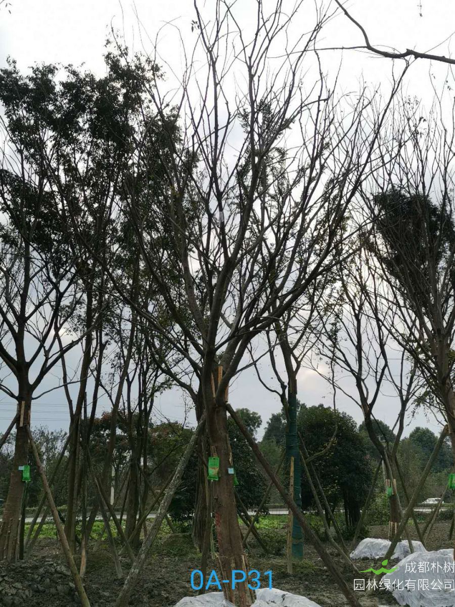 2020年29-30公分朴树价格详情是怎么样的？