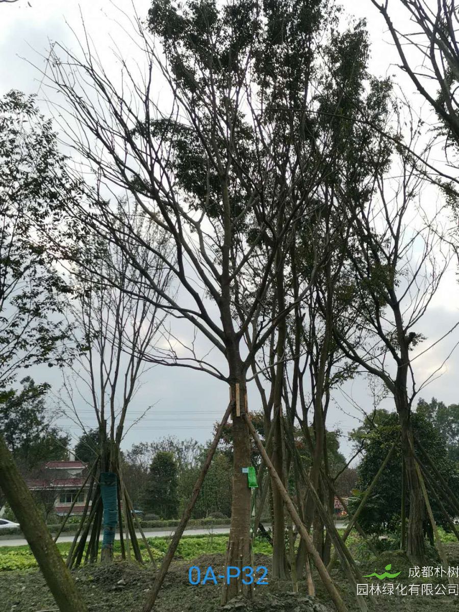 四川省-江油市28公分精品朴树价格详情-价格趋势 