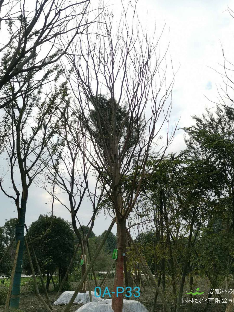 2020年29-30公分朴树价格详情是怎么样的？