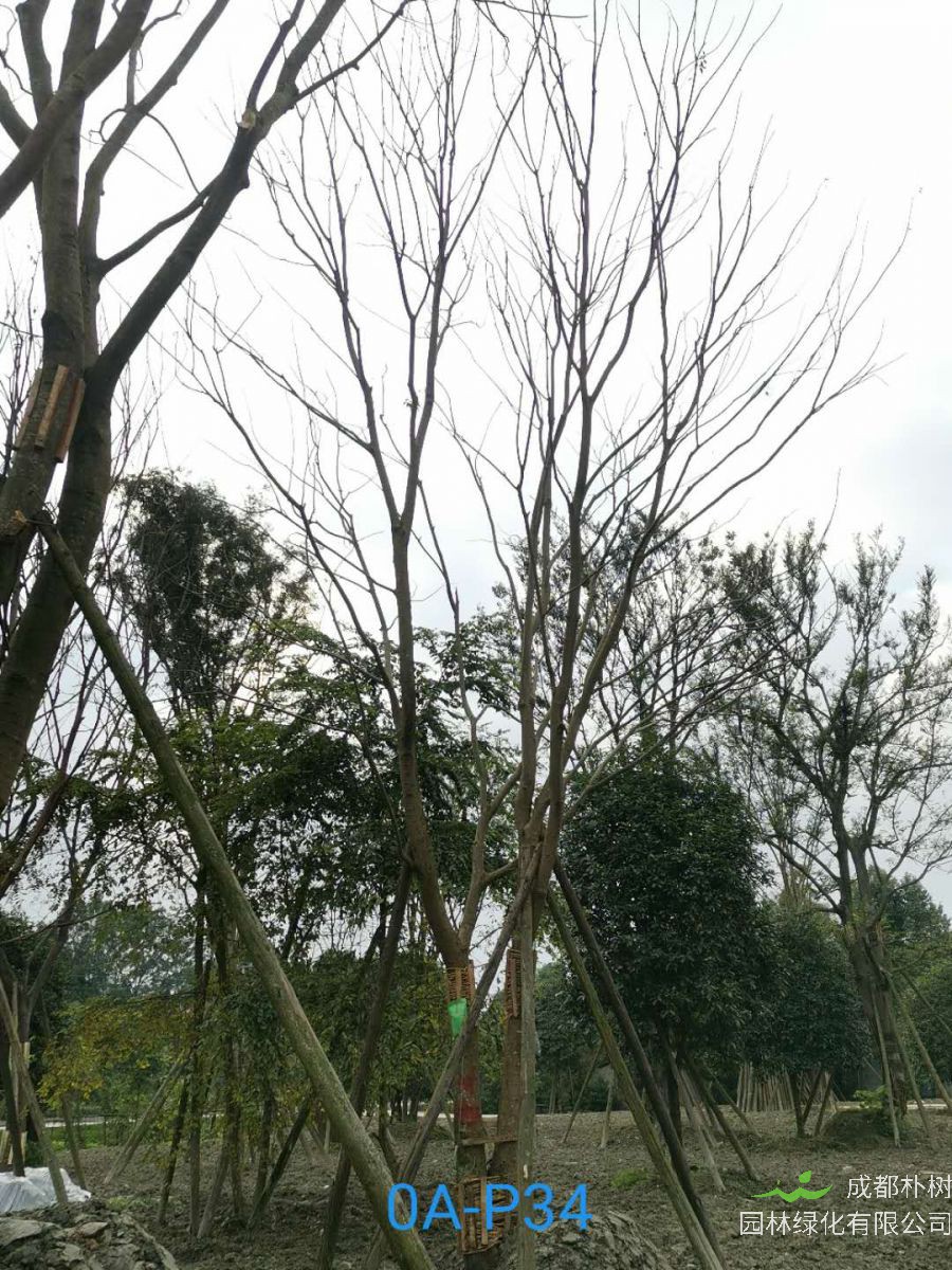 2020年29-30公分朴树价格详情是怎么样的？