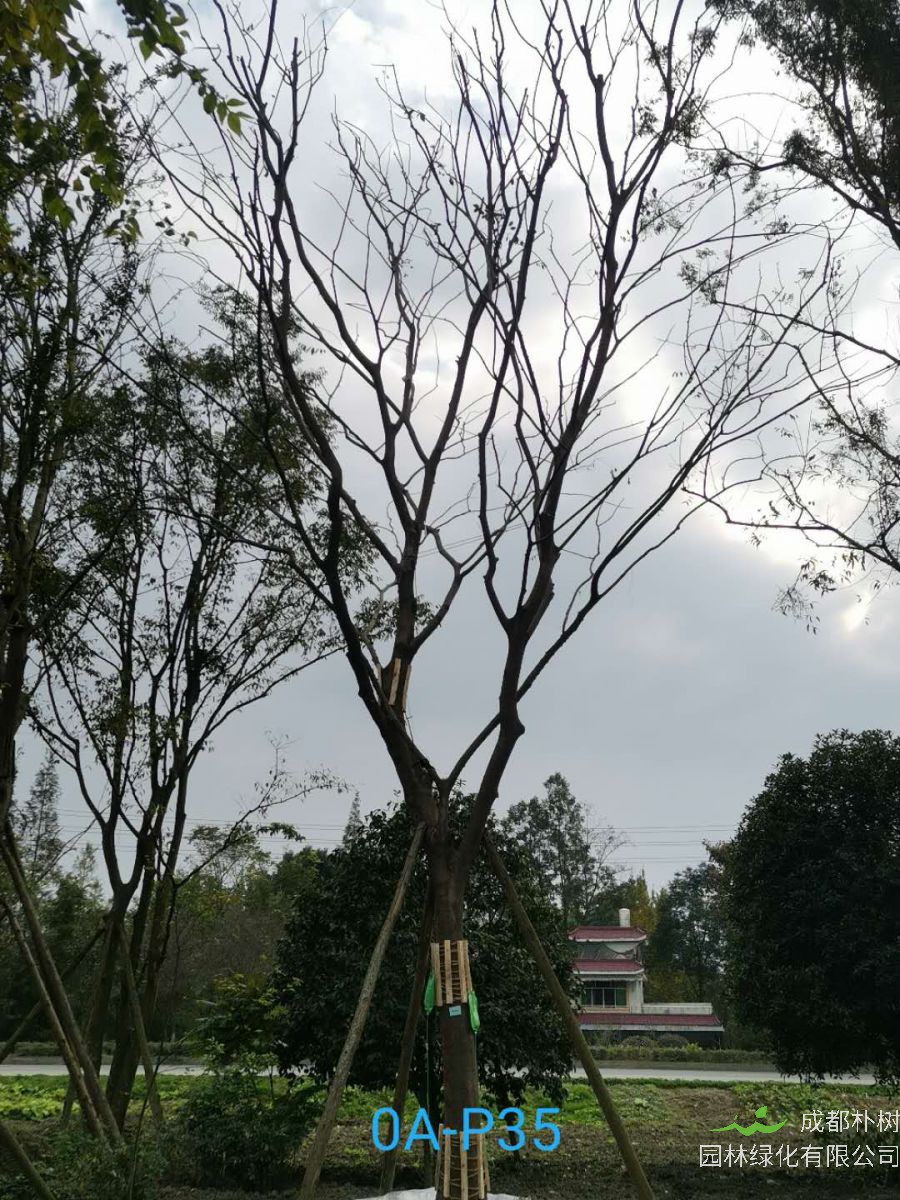 四川省-江油市28公分精品朴树价格详情-价格趋势