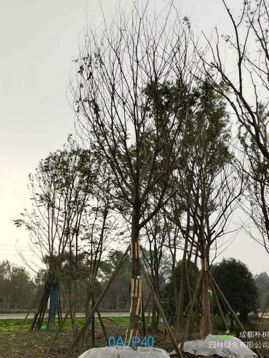 四川省-江油市28公分精品朴树价格详情-价格趋势