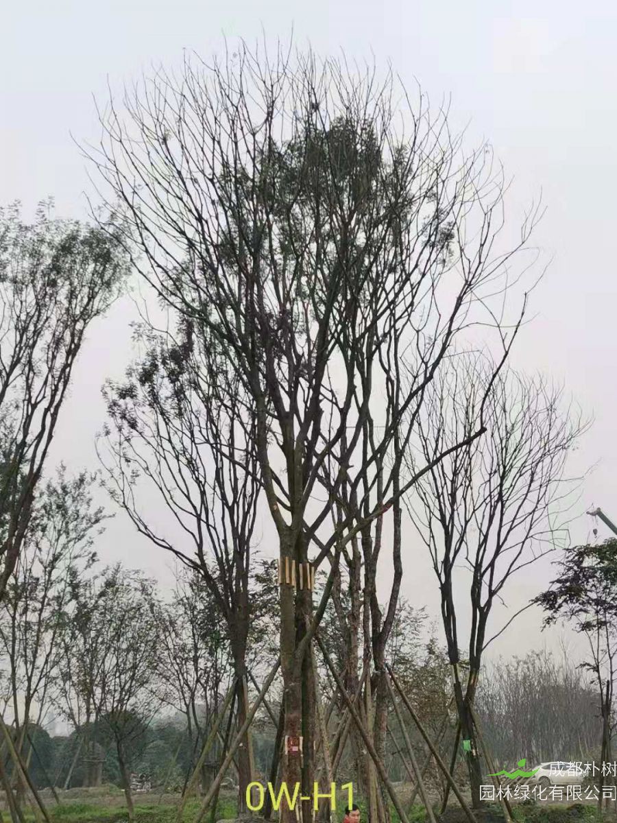 2020年26-52公分的精品黄连木怎么样？