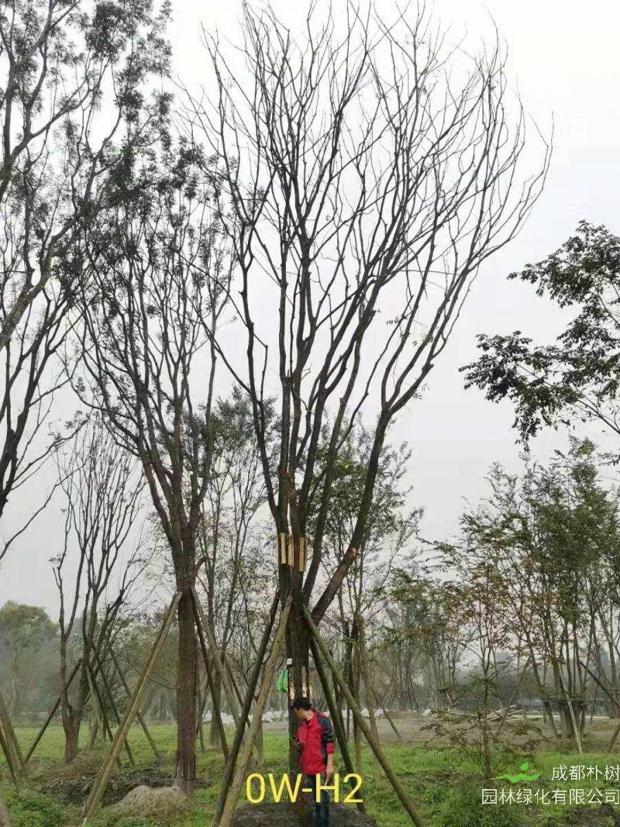 2020年26-52公分的精品黄连木怎么样？