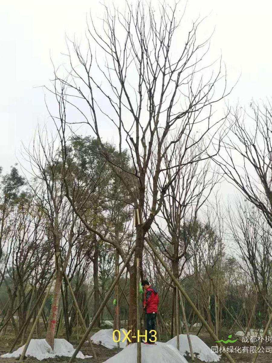 2020年26-52公分的精品黄连木怎么样？