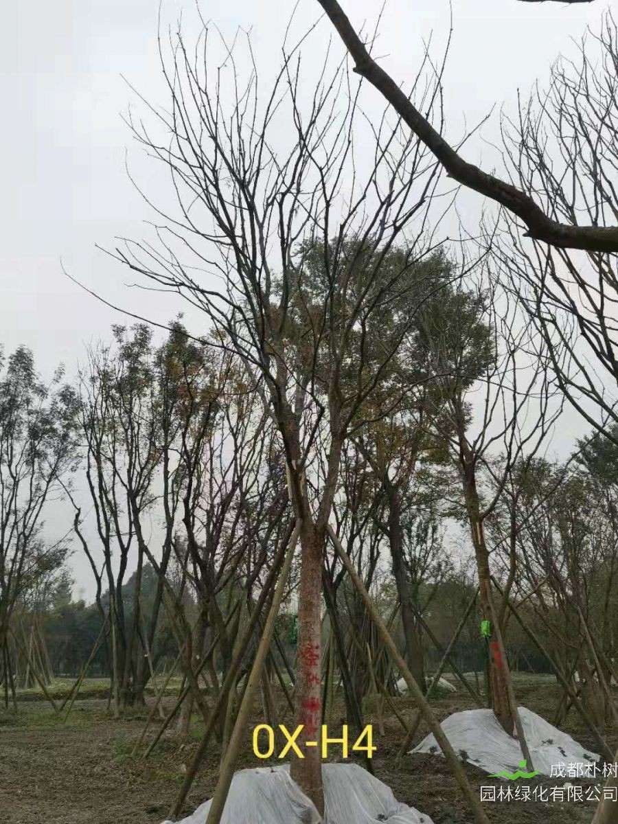 2020年26-52公分的精品黄连木怎么样？