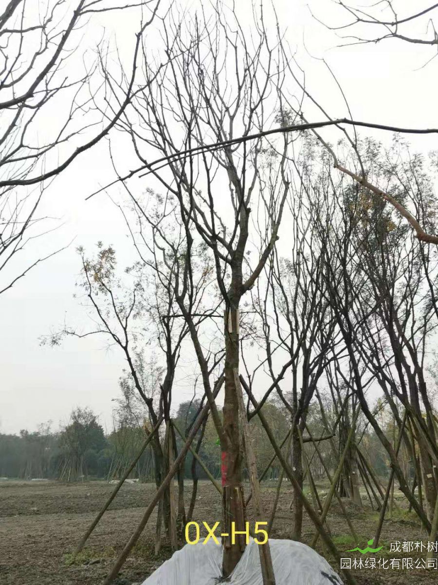 2020年26-52公分的精品黄连木怎么样？